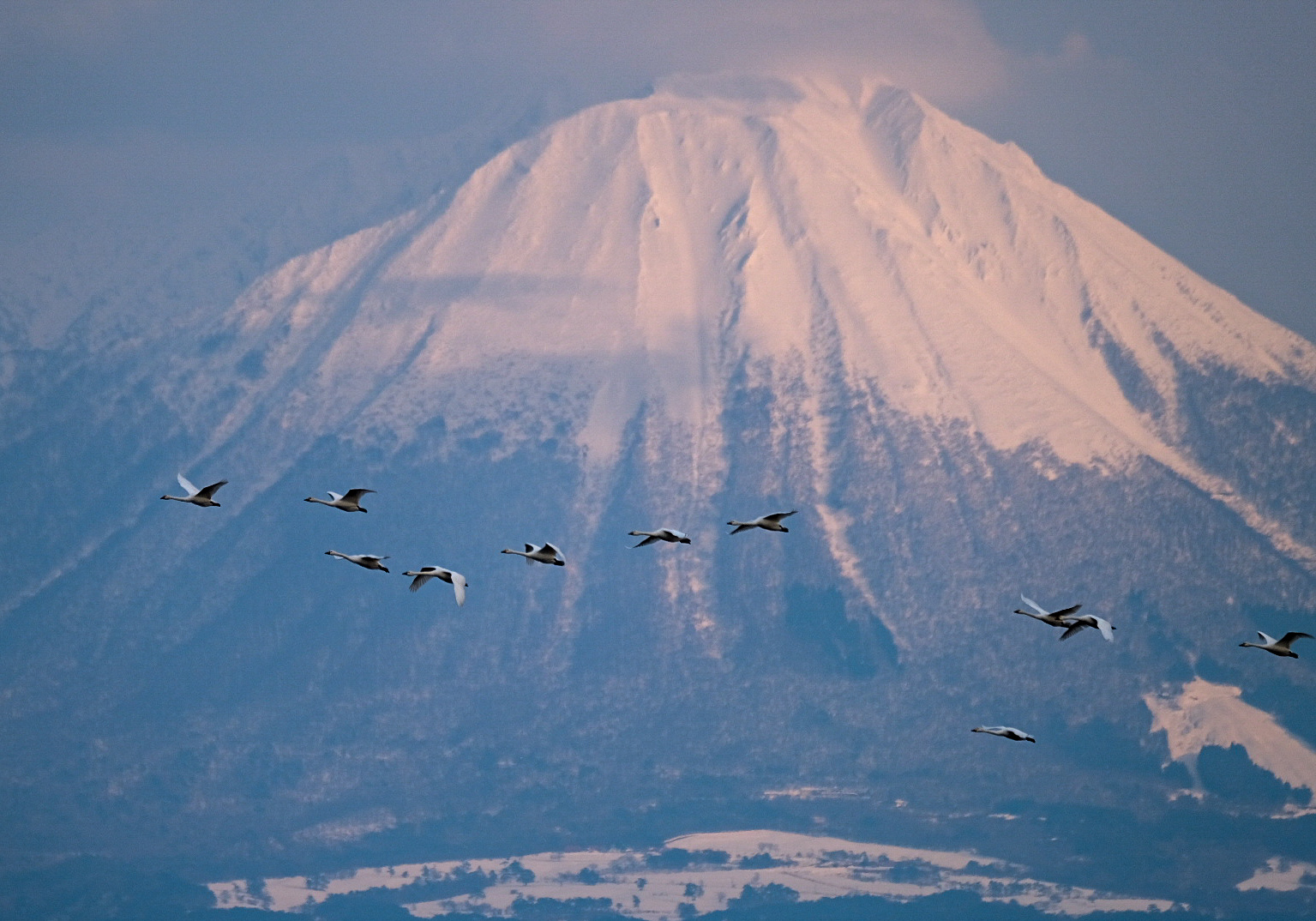 雪山を背景に同じ方向へ飛ぶ鳥の群れ